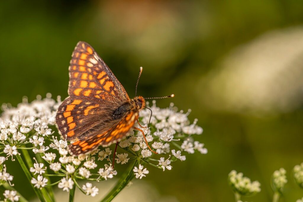 デリケートゾーンの黒ずみがリアルに改善したbefore afterは？