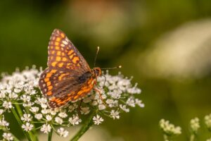 デリケートゾーンの黒ずみを解消する自然派洗浄料は？