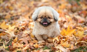 黒ずみに効果的な石鹸のクチコミランキングは？