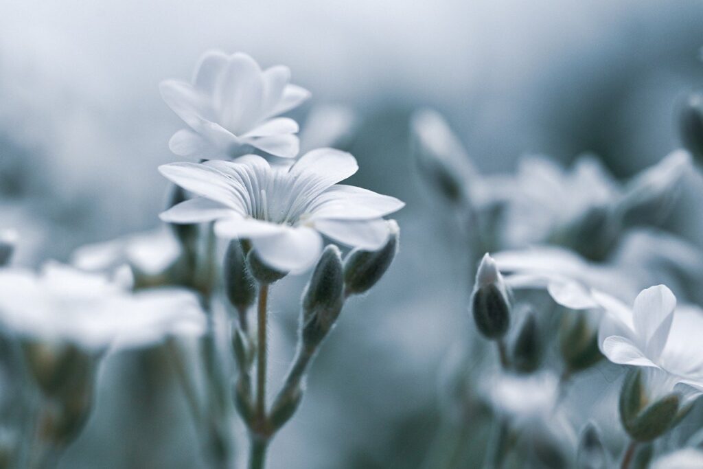 デリケートゾーンの黒ずみにトラネキサム酸は効果的なのか？