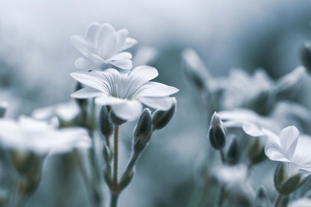 デリケートゾーンの黒ずみを改善するナチュラル成分とは？