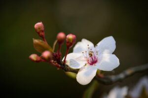 デリケートゾーン専用クリームのおすすめはどれ？